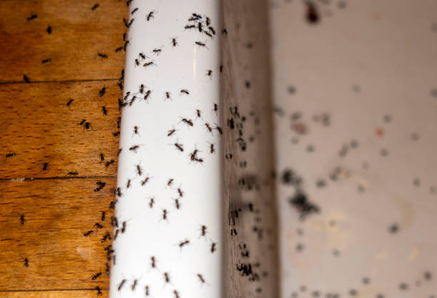 Best Pest Prevention Services  in Bodega Bay, CA